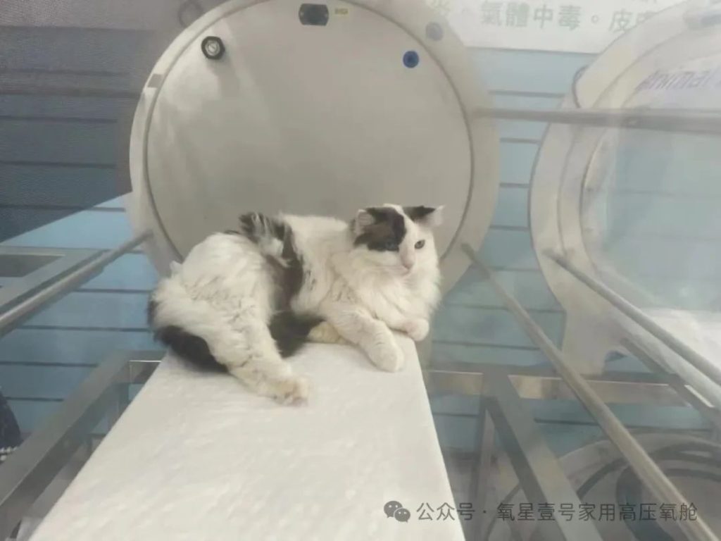 Baoruyi Animal Hyperbaric Oxygen Chamber